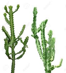 Mine always seem to die on me. Set Of Tall Cactus Plants Isolated On White Background Stock Photo Picture And Royalty Free Image Image 74555561