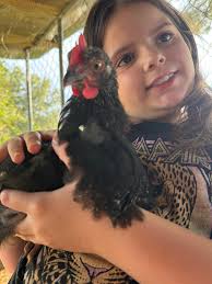 Does anyone have a standard white Cochin and how long did it take to grow?