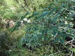 Image result for Indigofera roseo-caerulea