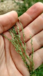 Image result for Panicum coloratum
