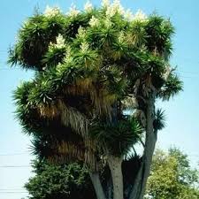 Image result for Yucca gigantea