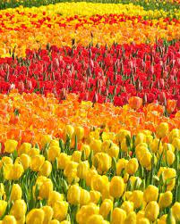 Tulips In Longwood Gardens In Beautiful Colours Red Yellow Giallo Rosso Beautiful Flowers Garden Longwood Gardens Tulips