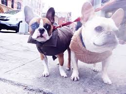 Paws pet resort where the dogs stay and play. Nyc Pet Boarding Best Pet Sitters Kennels And Dog Walkers In Nyc