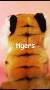 1,750 views, added to favorites 47 times. Tigers Created By Bilal Wahib Popular Songs On Tiktok