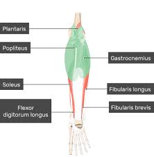 The most obvious muscle in your calf is the gastrocnemius. Gastrocnemius Muscle Attachments Actions Innervation
