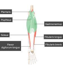 The muscular system consists of the skeletal muscles and their associated structures. Gastrocnemius Muscle Attachments Actions Innervation