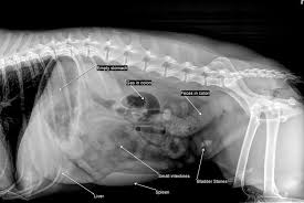 Veterinary Radiography Vet Tech Student Veterinary Radiology Vet Medicine