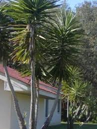 Image result for Yucca gigantea
