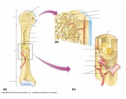 Locate the medullary cavity and dig long, short, flat, irregular and sesamoid. Long Bone Anatomy