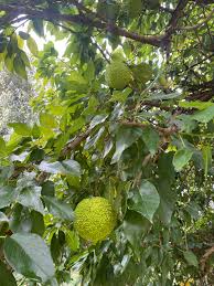 Image result for Maclura africana