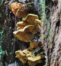 Image result for Pseudopod Ospermum
