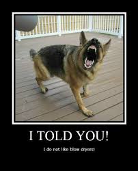 Funny German Shepherd Pictures With Captions Location Near Atlantic City Nj Funny Animals German Shepherd Dogs German Shepherd Funny