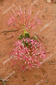 Image result for Ammocharis tinneana