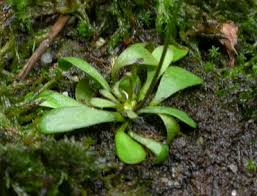 Image result for Genlisea