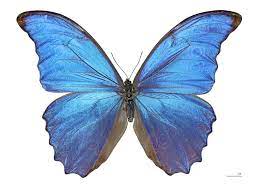 Mariposa Definition And Synonyms Of Mariposa In The Spanish Dictionary