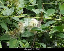 Image result for Microglossa