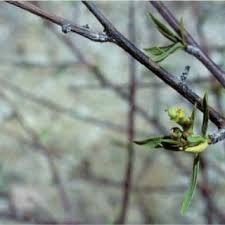 Image result for Euphorbia matabelensis