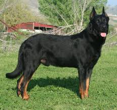 No beauceron's were found in the for sale catergory. Beauceron Puppies For Sale France The Y Guide