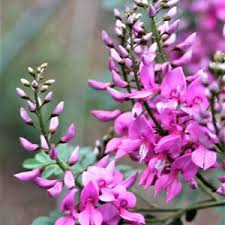 Image result for Indigofera antunesiana