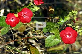 Image result for Turneraceae