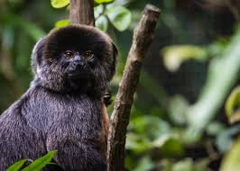 Thousands of species, especially insects of the tropical rainforest, have yet to be classified. 50 Endangered Species That Only Live In The Amazon Rainforest Stacker