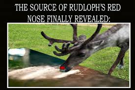 Rudolph The Red Nosed Reindeer Funny Meme Funny Memes Rudolph The Red Red Nosed Reindeer