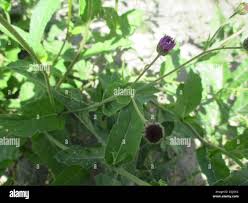 Image result for Erlangea