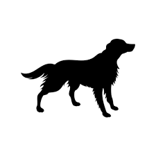 Image result for irský setr