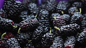 Ada peluang yang cukup bagu bahwa anda telah melihat atu atau dua pohon mulberry bermunculan di taman lokal anda, lingkungan atau bahkan halaman belakang anda endiri. 15 Manfaat Buah Murbei Untuk Kesehatan Dan Kecantikan Catat Ya Orami