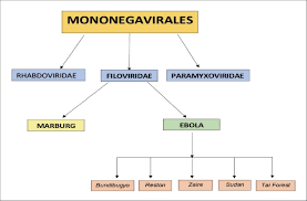 Ebola and marburg are the only members of the filovirus family. Taxonomy Of Ebola Virus Download Scientific Diagram