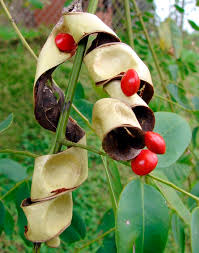 Image result for Tragia adenanthera