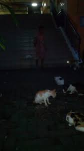 We did not find results for: Mama Sintia Menuai Berkah Dengan Memberi Makan Kucing Jalanan Dan Anjing Di Pasar Johar Baru Mpo Ratne