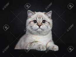 Check spelling or type a new query. Super Cute Blue Tabby Point British Shorthair Cat Kitten Sitting Behind Black Box Looking At Camera With Light Blue Eyes And Paws On Box Isolated On Black Background Stock Photo Picture And