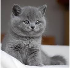 gezocht blauwe britse korthaar kitten katten en kittens raskatten korthaar marktplaats nl bkh katzen katzenbabys baby katzen