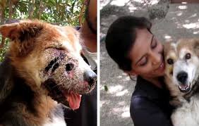 Botflies in dogs occur when the cuterebra larvae enter the body of a dog, and insert themselves into the symptoms of botflies (maggots) in dogs. Stray Dog Who Lost Half His Face Due To Maggots Makes Amazing Recovery This Dogs Life