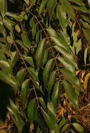 Image result for Senna petersiana