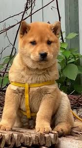 Discover the Mighty Yellow Dog