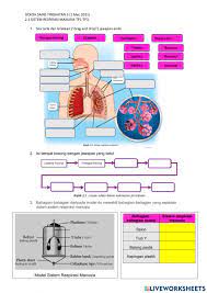 2 1 Sistem Respirasi Manusia Interactive Worksheet