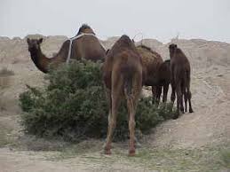 Image result for Lycium mascarenense