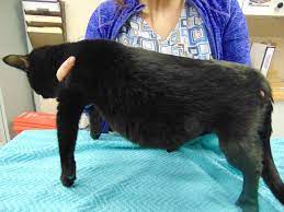 In cats, feline infectious peritonitis (fip) , is an important cause of exudative abdominal fluid. Feline Infectious Peritonitis Milo S Story Colborne Street Pet Hospital