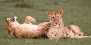 Check spelling or type a new query. 50 Funny Animal Pictures Cute Photos Of Wild Animals