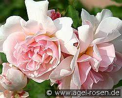 Maybe you would like to learn more about one of these? Buy Musk Roses Agel Rosen