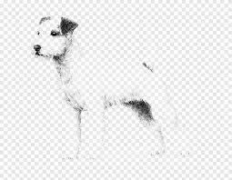 It is playful, energetic and exuberant, with an abundance of courage. Wire Hair Fox Terrier Lakeland Terrier Parson Russell Terrier Puppy Rare Breed Dog Puppy Mammal Animals Png Pngegg