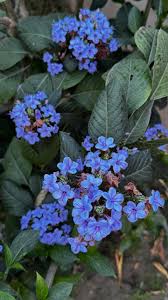 Image result for Eranthemum pulchellum