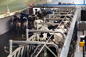 This milk is made from cows that did not receive antibiotics or growth hormones and were fed grass for the entirety of their. Not All Organic Milk Is Created Equal Best Worst Organic Dairies