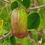 Image result for Tinnea aethiopica