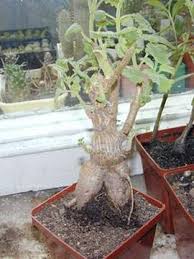 Image result for Tetradenia bainesii