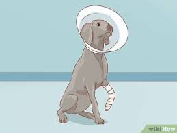 How to fix a dog's broken leg will directly depend on the extent of the injury. How To Help A Dog Recover From A Broken Leg With Pictures