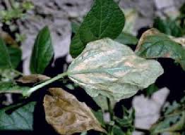 تأثير الملوحة على الخضروات البحوث والإرشاد الزراعي