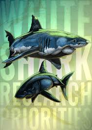 Great white sharks are a species of sharks that live on all coastal waters except in antarctica. Hand Drawing A Great White Shark Tutorial David Ed Edwards